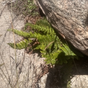 Polystichum proliferum at Cabramurra, NSW - 25 Dec 2022 10:20 AM