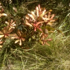 Tasmannia lanceolata (Mountain Pepper) at Broken Dam, NSW - 25 Dec 2022 by mahargiani