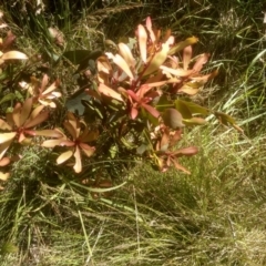 Tasmannia lanceolata (Mountain Pepper) at Broken Dam, NSW - 24 Dec 2022 by mahargiani