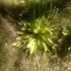 Podolepis robusta at Kosciuszko National Park, NSW - 25 Dec 2022