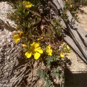 Hibbertia obtusifolia at Kosciuszko National Park, NSW - 25 Dec 2022 11:16 AM