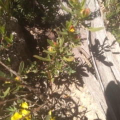 Hibbertia obtusifolia at Kosciuszko National Park, NSW - 25 Dec 2022