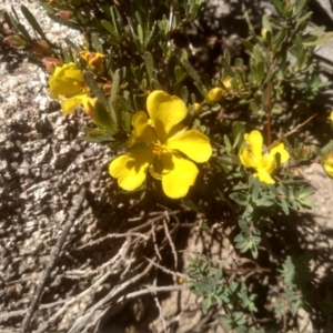 Hibbertia obtusifolia at Kosciuszko National Park, NSW - 25 Dec 2022 11:16 AM