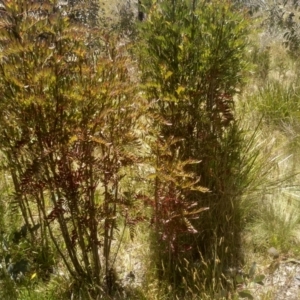 Polyscias sambucifolia subsp. Short leaflets (V.Stajsic 196) Vic. Herbarium at Broken Dam, NSW - 25 Dec 2022 11:47 AM