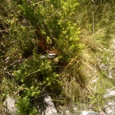 Unidentified Other Wildflower or Herb at Broken Dam, NSW - 25 Dec 2022 by mahargiani