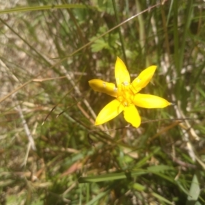 Hypoxis hygrometrica at Broken Dam, NSW - 25 Dec 2022