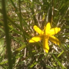 Hypoxis hygrometrica at Broken Dam, NSW - 25 Dec 2022