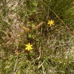 Hypoxis hygrometrica at Broken Dam, NSW - 25 Dec 2022