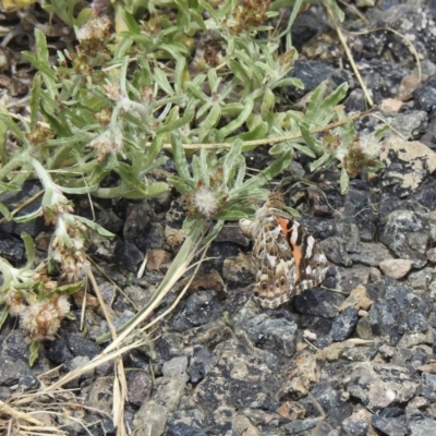 Vanessa kershawi (Australian Painted Lady) at Goulburn Wetlands - 7 Dec 2022 by GlossyGal