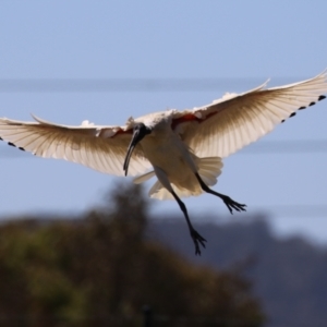 Threskiornis molucca at Symonston, ACT - 25 Dec 2022 11:27 AM