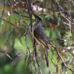 Anthochaera carunculata at Symonston, ACT - 25 Dec 2022