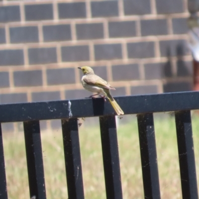 Ptilotula penicillata (White-plumed Honeyeater) at Symonston, ACT - 25 Dec 2022 by RodDeb