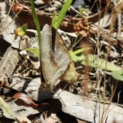 Heteronympha merope (Common Brown Butterfly) at Colo Vale, NSW - 14 Dec 2022 by GlossyGal