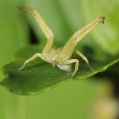 Thomisidae (family) (Unidentified Crab spider or Flower spider) at North Epping, NSW - 25 Sep 2022 by naturedude