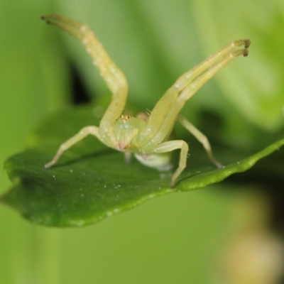 Thomisidae (family) (Unidentified Crab spider or Flower spider) at North Epping, NSW - 25 Sep 2022 by naturedude