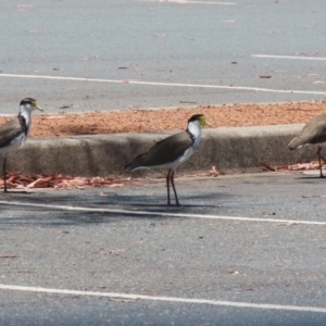 Vanellus miles at Symonston, ACT - 25 Dec 2022