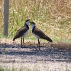 Vanellus miles at Symonston, ACT - 25 Dec 2022