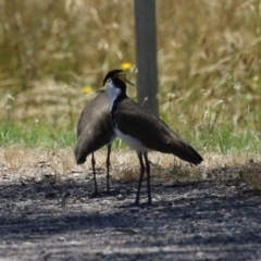 Vanellus miles at Symonston, ACT - 25 Dec 2022 12:43 PM