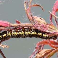 Phalaenoides tristifica (Willow-herb Day-moth) at Jerrabomberra, ACT - 25 Dec 2022 by RodDeb