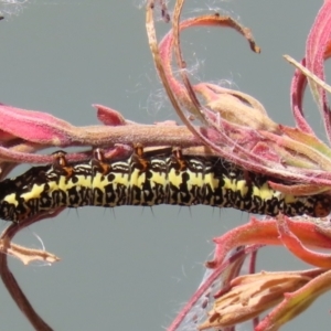 Phalaenoides tristifica at Jerrabomberra, ACT - 25 Dec 2022