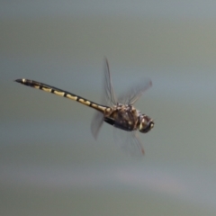 Hemicordulia tau (Tau Emerald) at Jerrabomberra, ACT - 25 Dec 2022 by RodDeb