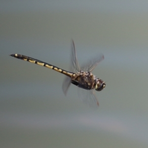 Hemicordulia tau at Jerrabomberra, ACT - 25 Dec 2022