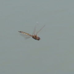 Hemicordulia tau at Jerrabomberra, ACT - 25 Dec 2022