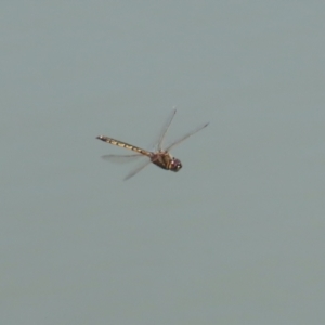 Hemicordulia tau at Jerrabomberra, ACT - 25 Dec 2022