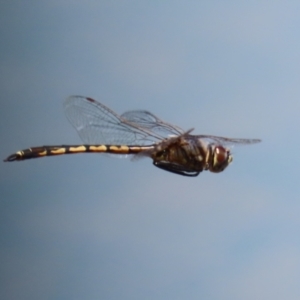 Hemicordulia tau at Jerrabomberra, ACT - 25 Dec 2022