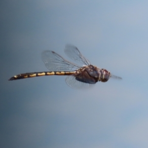 Hemicordulia tau at Jerrabomberra, ACT - 25 Dec 2022