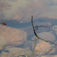 Austrolestes annulosus at Symonston, ACT - 25 Dec 2022 11:37 AM