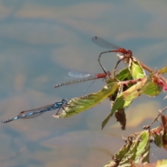 Austrolestes annulosus at Symonston, ACT - 25 Dec 2022 11:37 AM