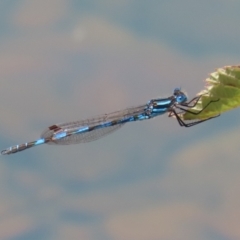 Austrolestes annulosus at Symonston, ACT - 25 Dec 2022 11:37 AM