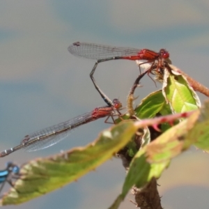 Xanthagrion erythroneurum at Symonston, ACT - 25 Dec 2022