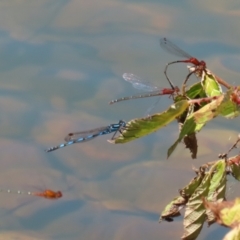 Xanthagrion erythroneurum at Symonston, ACT - 25 Dec 2022 12:06 PM