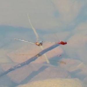 Xanthagrion erythroneurum at Symonston, ACT - 25 Dec 2022