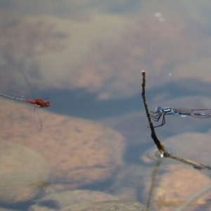 Xanthagrion erythroneurum at Symonston, ACT - 25 Dec 2022