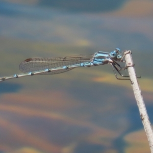 Austrolestes aridus at Jerrabomberra, ACT - 25 Dec 2022