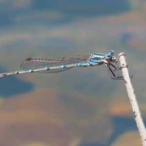 Austrolestes aridus at Jerrabomberra, ACT - 25 Dec 2022