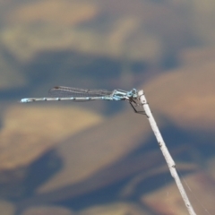 Austrolestes aridus at Jerrabomberra, ACT - 25 Dec 2022