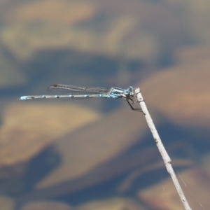 Austrolestes aridus at Jerrabomberra, ACT - 25 Dec 2022