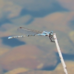 Austrolestes aridus at Jerrabomberra, ACT - 25 Dec 2022