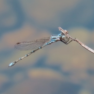 Austrolestes aridus at Jerrabomberra, ACT - 25 Dec 2022