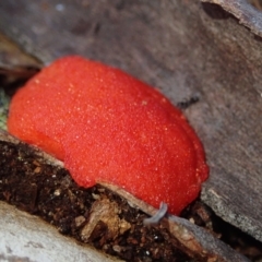 Trametes coccinea at Bonang, VIC - 25 Sep 2022 by Laserchemisty