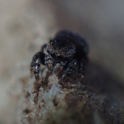 Simaethula sp. (genus) at Bonang, VIC - 23 Sep 2022 by Laserchemisty