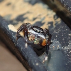 Jotus sp. (genus) at Bonang, VIC - 24 Sep 2022 by Laserchemisty