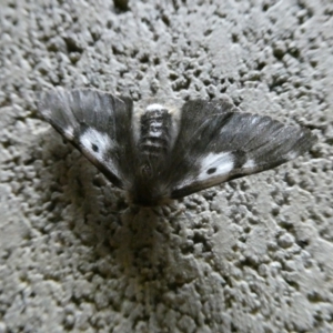 Nataxa flavescens at Charleys Forest, NSW - 23 Jan 2021