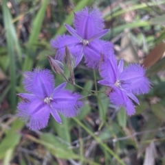 Thysanotus (Genus) (Fringe Lily) at Vincentia, NSW - 26 Dec 2022 by CathyKatie