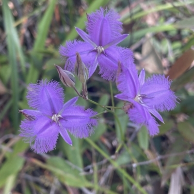 Thysanotus (Genus) (Fringe Lily) at Vincentia, NSW - 26 Dec 2022 by CathyKatie