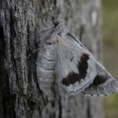 Hypobapta tachyhalotaria (Varied Grey) at Mongarlowe River - 3 Dec 2022 by arjay